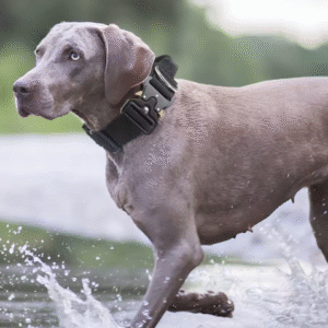 Tactical Dog Collar with Rugged Zinc Alloy Buckle – Soft Lining for Medium & Large Dogs, Durable Outdoor Pet Accessory