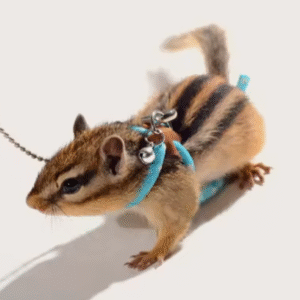 Adjustable Soft Harness and Leash Set with Bell – Anti-Bite Design for Hamsters, Parrots, Mice & Rats