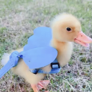 Adjustable Duck Harness and Leash Set with Angel Wings – Chest Strap for Chickens, Geese & Small Birds, Outdoor Pet Supplies