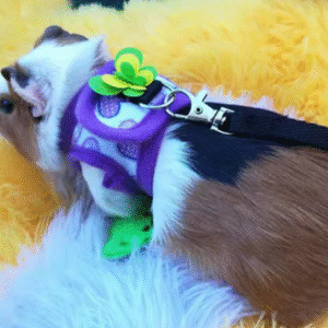 2025 New Small Animal Vest Harness and Rope – Adjustable Walking Harness for Gerbils and Small Pets