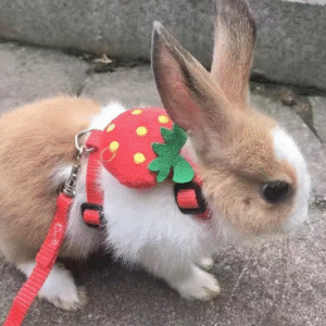 Cartoon Rabbit Harness and Leash Set – Adjustable Walking Harness for Small Animals, Bunnies, Guinea Pigs & Pets