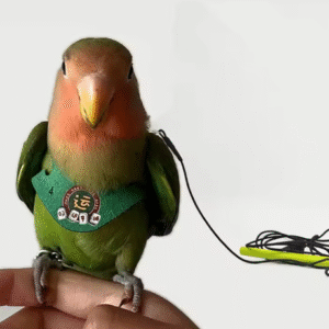 Adjustable Parrot Harness and Leash – Anti-Bite Traction Rope for Cockatiels, Peony Parrots & Bird Training Outdoors